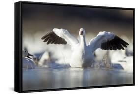 Snow Goose, Bosque Del Apache National Wildlife Refuge, New Mexico-Paul Souders-Framed Stretched Canvas