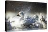 Snow Goose, Bosque Del Apache National Wildlife Refuge, New Mexico-Paul Souders-Stretched Canvas