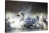 Snow Goose, Bosque Del Apache National Wildlife Refuge, New Mexico-Paul Souders-Stretched Canvas