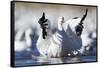 Snow Goose, Bosque Del Apache National Wildlife Refuge, New Mexico-Paul Souders-Framed Stretched Canvas