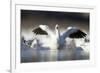 Snow Goose, Bosque Del Apache National Wildlife Refuge, New Mexico-Paul Souders-Framed Photographic Print