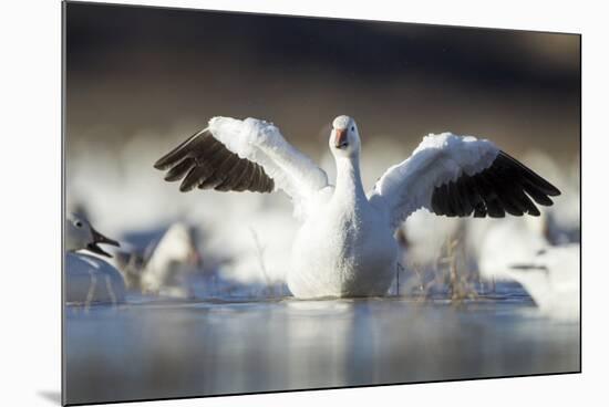 Snow Goose, Bosque Del Apache National Wildlife Refuge, New Mexico-Paul Souders-Mounted Photographic Print