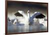 Snow Goose, Bosque Del Apache National Wildlife Refuge, New Mexico-Paul Souders-Framed Photographic Print