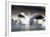 Snow Goose, Bosque Del Apache National Wildlife Refuge, New Mexico-Paul Souders-Framed Photographic Print