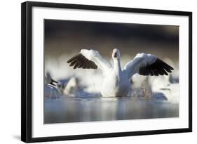 Snow Goose, Bosque Del Apache National Wildlife Refuge, New Mexico-Paul Souders-Framed Photographic Print