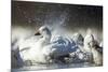 Snow Goose, Bosque Del Apache National Wildlife Refuge, New Mexico-Paul Souders-Mounted Photographic Print