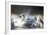 Snow Goose, Bosque Del Apache National Wildlife Refuge, New Mexico-Paul Souders-Framed Photographic Print