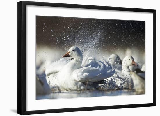 Snow Goose, Bosque Del Apache National Wildlife Refuge, New Mexico-Paul Souders-Framed Photographic Print