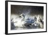 Snow Goose, Bosque Del Apache National Wildlife Refuge, New Mexico-Paul Souders-Framed Photographic Print