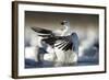 Snow Goose, Bosque Del Apache National Wildlife Refuge, New Mexico-Paul Souders-Framed Photographic Print