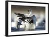 Snow Goose, Bosque Del Apache National Wildlife Refuge, New Mexico-Paul Souders-Framed Photographic Print