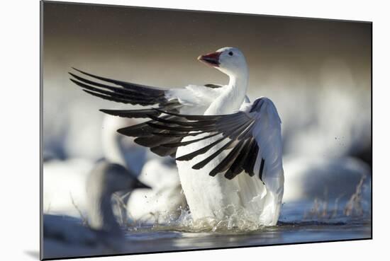 Snow Goose, Bosque Del Apache National Wildlife Refuge, New Mexico-Paul Souders-Mounted Photographic Print