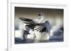 Snow Goose, Bosque Del Apache National Wildlife Refuge, New Mexico-Paul Souders-Framed Photographic Print