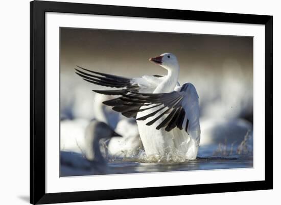 Snow Goose, Bosque Del Apache National Wildlife Refuge, New Mexico-Paul Souders-Framed Photographic Print