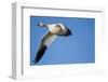 Snow Goose, Bosque Del Apache, New Mexico-Paul Souders-Framed Photographic Print