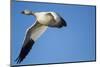 Snow Goose, Bosque Del Apache, New Mexico-Paul Souders-Mounted Photographic Print