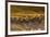 Snow Goose (Chen caerulescens) and Sandhill Crane (Grus canadensis) mixed flock, New Mexico-David Tipling-Framed Photographic Print