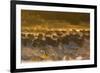 Snow Goose (Chen caerulescens) and Sandhill Crane (Grus canadensis) mixed flock, New Mexico-David Tipling-Framed Photographic Print