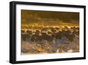 Snow Goose (Chen caerulescens) and Sandhill Crane (Grus canadensis) mixed flock, New Mexico-David Tipling-Framed Photographic Print