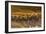 Snow Goose (Chen caerulescens) and Sandhill Crane (Grus canadensis) mixed flock, New Mexico-David Tipling-Framed Photographic Print