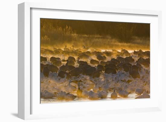 Snow Goose (Chen caerulescens) and Sandhill Crane (Grus canadensis) mixed flock, New Mexico-David Tipling-Framed Photographic Print