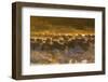 Snow Goose (Chen caerulescens) and Sandhill Crane (Grus canadensis) mixed flock, New Mexico-David Tipling-Framed Photographic Print