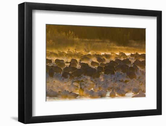 Snow Goose (Chen caerulescens) and Sandhill Crane (Grus canadensis) mixed flock, New Mexico-David Tipling-Framed Photographic Print