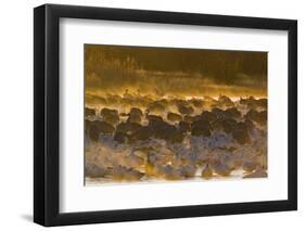 Snow Goose (Chen caerulescens) and Sandhill Crane (Grus canadensis) mixed flock, New Mexico-David Tipling-Framed Photographic Print