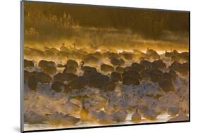 Snow Goose (Chen caerulescens) and Sandhill Crane (Grus canadensis) mixed flock, New Mexico-David Tipling-Mounted Photographic Print