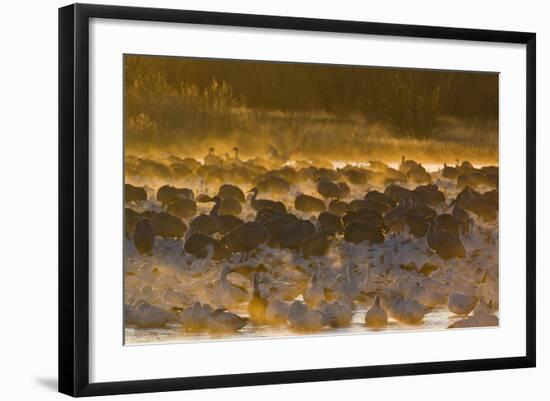 Snow Goose (Chen caerulescens) and Sandhill Crane (Grus canadensis) mixed flock, New Mexico-David Tipling-Framed Photographic Print