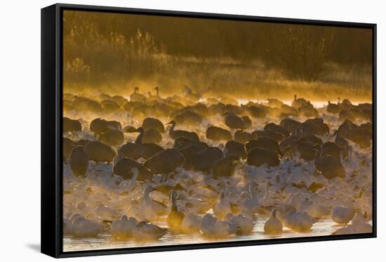 Snow Goose (Chen caerulescens) and Sandhill Crane (Grus canadensis) mixed flock, New Mexico-David Tipling-Framed Stretched Canvas