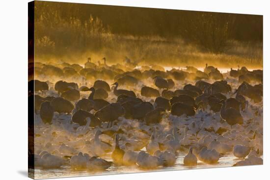 Snow Goose (Chen caerulescens) and Sandhill Crane (Grus canadensis) mixed flock, New Mexico-David Tipling-Stretched Canvas