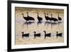 Snow Goose (Chen caerulescens) and Sandhill Crane (Grus canadensis)silhouetted, New Mexico-David Tipling-Framed Photographic Print