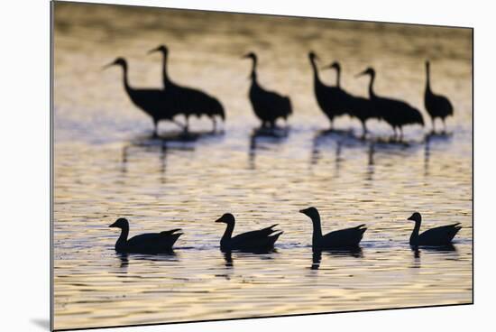 Snow Goose (Chen caerulescens) and Sandhill Crane (Grus canadensis)silhouetted, New Mexico-David Tipling-Mounted Photographic Print