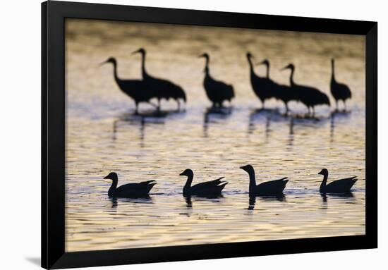 Snow Goose (Chen caerulescens) and Sandhill Crane (Grus canadensis)silhouetted, New Mexico-David Tipling-Framed Photographic Print