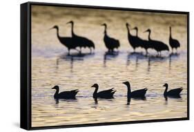 Snow Goose (Chen caerulescens) and Sandhill Crane (Grus canadensis)silhouetted, New Mexico-David Tipling-Framed Stretched Canvas