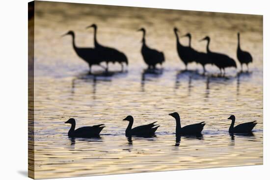 Snow Goose (Chen caerulescens) and Sandhill Crane (Grus canadensis)silhouetted, New Mexico-David Tipling-Stretched Canvas