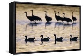 Snow Goose (Chen caerulescens) and Sandhill Crane (Grus canadensis)silhouetted, New Mexico-David Tipling-Framed Stretched Canvas