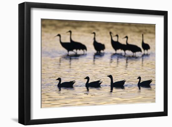 Snow Goose (Chen caerulescens) and Sandhill Crane (Grus canadensis)silhouetted, New Mexico-David Tipling-Framed Photographic Print