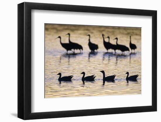 Snow Goose (Chen caerulescens) and Sandhill Crane (Grus canadensis)silhouetted, New Mexico-David Tipling-Framed Photographic Print