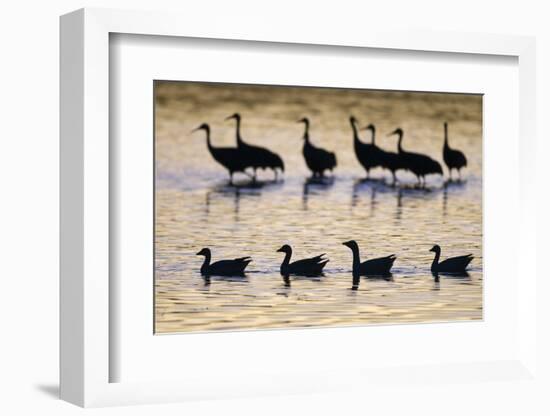 Snow Goose (Chen caerulescens) and Sandhill Crane (Grus canadensis)silhouetted, New Mexico-David Tipling-Framed Photographic Print