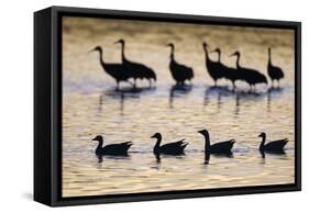 Snow Goose (Chen caerulescens) and Sandhill Crane (Grus canadensis)silhouetted, New Mexico-David Tipling-Framed Stretched Canvas