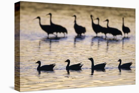 Snow Goose (Chen caerulescens) and Sandhill Crane (Grus canadensis)silhouetted, New Mexico-David Tipling-Stretched Canvas