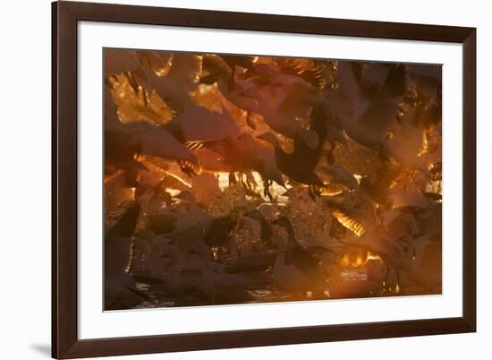 Snow Goose (Chen caerulescens) flock, in flight, Bosque del Apache National Wildlife Refuge-David Tipling-Framed Photographic Print