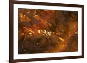 Snow Goose (Chen caerulescens) flock, in flight, Bosque del Apache National Wildlife Refuge-David Tipling-Framed Photographic Print