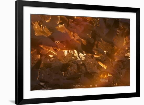 Snow Goose (Chen caerulescens) flock, in flight, Bosque del Apache National Wildlife Refuge-David Tipling-Framed Photographic Print