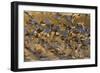 Snow Goose (Chen caerulescens) flock, in flight, Bosque del Apache National Wildlife Refuge-David Tipling-Framed Photographic Print