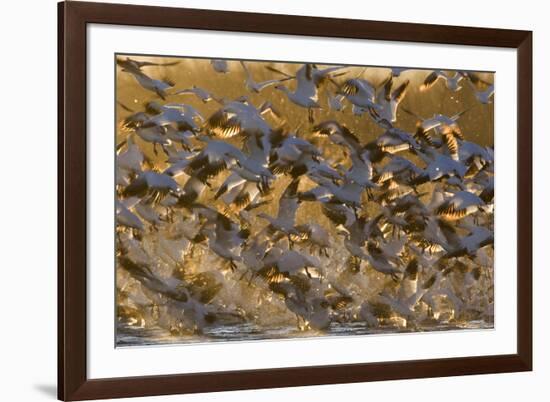 Snow Goose (Chen caerulescens) flock, in flight, Bosque del Apache National Wildlife Refuge-David Tipling-Framed Photographic Print