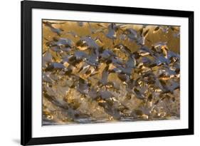 Snow Goose (Chen caerulescens) flock, in flight, Bosque del Apache National Wildlife Refuge-David Tipling-Framed Photographic Print