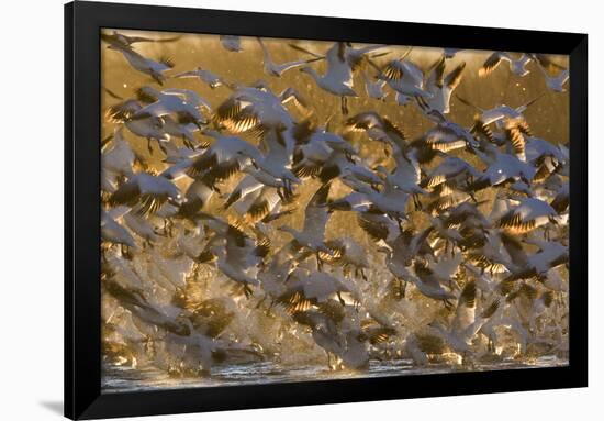 Snow Goose (Chen caerulescens) flock, in flight, Bosque del Apache National Wildlife Refuge-David Tipling-Framed Photographic Print